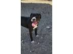 Adopt Brooklyn a Black American Pit Bull Terrier / Mixed dog in Silver Springs