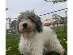 Adopt Cookie a Gray/Blue/Silver/Salt & Pepper Poodle (Miniature) / Mixed dog in