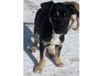 Adopt Bandit a American Pit Bull Terrier / Labrador Retriever dog in Calgary