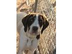 Adopt Thomas a White - with Brown or Chocolate German Wirehaired Pointer / Mixed