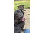 Adopt Mila a Black Labrador Retriever / Chow Chow / Mixed dog in Elyria
