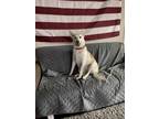 Adopt Kadence a White - with Tan, Yellow or Fawn Husky / German Shepherd Dog /