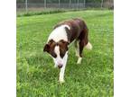 Adopt BULLET a Brown/Chocolate - with White Border Collie dog in Atco