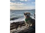 Adopt Jahan a Gray/Silver/Salt & Pepper - with White Glen of Imaal Terrier /