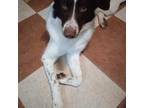 Adopt Patty a Pointer, Mixed Breed