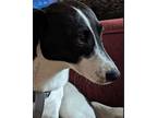 Adopt Betty a Jack Russell Terrier