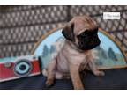Pug Puppy for sale in Unknown, , USA