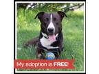 Adopt Bowler* a American Staffordshire Terrier