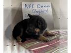 German Shepherd Dog PUPPY FOR SALE ADN-600953 - AKC German Shepherd