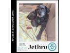 Adopt Jethro (Beverly Hillbillies) 050623 a Yorkshire Terrier, Poodle