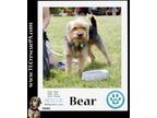 Adopt Bear (Cookie's Cuties) 050623 a Yorkshire Terrier, Terrier