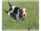 Basset Hound PUPPY FOR SALE ADN-600978 - European Basset Hounds