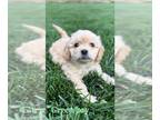 Cavapoo-Poovanese Mix PUPPY FOR SALE ADN-601232 - Cuddly companion