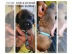 Mastiff PUPPY FOR SALE ADN-601180 - English Mastiff puppies