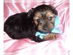 Yorkshire Terrier PUPPY FOR SALE ADN-601149 - TOY YORKIES