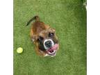 Adopt ANNE BONNY a Boxer, Mixed Breed