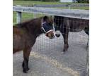 Adopt Devine a Quarterhorse