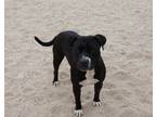 Adopt Brooklynn a Pit Bull Terrier