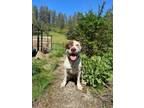 Adopt Moser a Cattle Dog, Pit Bull Terrier