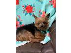 Adopt TEDDY a Yorkshire Terrier