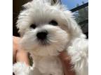 Maltese Puppy for sale in Newark, NJ, USA