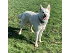 Adopt Willow #2 a White Husky / Mixed dog in Thunder Bay, ON (37403441)