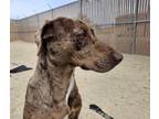 Adopt Sadie a Brown/Chocolate Catahoula Leopard Dog / Border Collie / Mixed dog