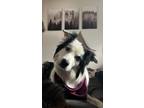 Adopt Mollie a Merle Australian Shepherd / Mixed dog in Loveland, CO (38028386)
