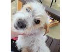 Adopt Dave~ a White Jack Russell Terrier / Mixed dog in Columbia, TN (38027506)