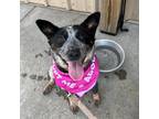 Adopt Domino a Black Australian Cattle Dog / Mixed dog in Erie, PA (38027070)