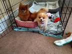 Adopt Foxy a Tan/Yellow/Fawn - with White Pomeranian / Papillon / Mixed dog in