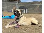 Adopt Sitka a Presa Canario / Cane Corso / Mixed dog in Kamloops, BC (38025780)
