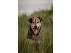 Adopt Rex a Husky / German Shepherd Dog / Mixed dog in Errington, BC (38024754)
