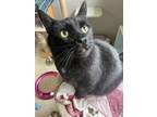 Adopt Angus (adoption Pending) a Domestic Shorthair / Mixed cat in Nanaimo