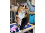 Adopt Towhee a Domestic Shorthair / Mixed cat in Sechelt, BC (38022962)