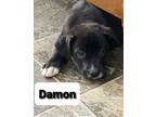 Adopt Damon a Black - with White Labrador Retriever / Boston Terrier / Mixed dog