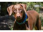 Adopt DALMORE a Brown/Chocolate - with Black Doberman Pinscher / Mixed dog in