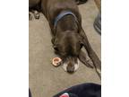 Adopt Kobe a Brown/Chocolate Great Dane / Mixed dog in Yucaipa, CA (38023211)