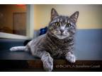 Adopt Mysti a Domestic Shorthair / Mixed cat in Sechelt, BC (38022959)