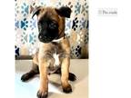 Belgian Malinois Puppy for sale in Chattanooga, TN, USA