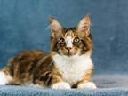 Female Maine Coon