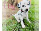 Dalmatian PUPPY FOR SALE ADN-601787 - Lucky Dog Dalmatians