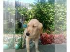 Golden Retriever PUPPY FOR SALE ADN-601806 - Golden Retriever pups