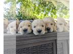 Golden Retriever PUPPY FOR SALE ADN-601667 - AKC Golden Cream Retriever Puppies