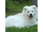 Samoyed Puppy for sale in Lyons, MI, USA