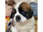 Saint Bernard Puppy for sale in Gallatin, TN, USA