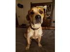 Adopt Buster a Tan/Yellow/Fawn - with White American Pit Bull Terrier / Basset