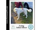 Adopt Long John Silver 051323 a White Great Pyrenees / Mixed dog in Kimberton