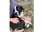 Adopt Penny a Black - with White Border Collie / Mixed dog in Evansville