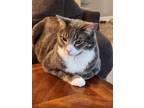Adopt Benjamin a Gray or Blue Domestic Shorthair / Mixed (short coat) cat in